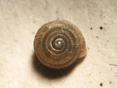 Strobilops labyrinthicus