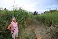 Echinochloa pyramidalis
