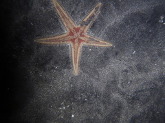 Astropecten aranciacus