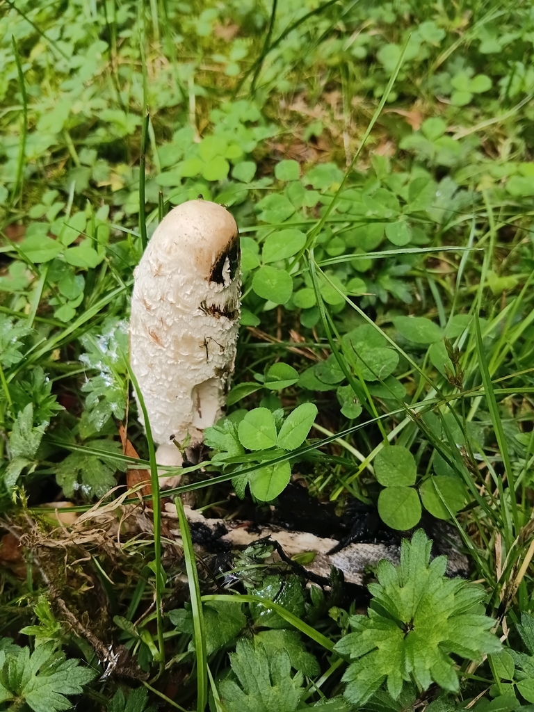 Coprinus comatus · January 2026 · photo: © esthercocker_ (iNaturalist, cc0)