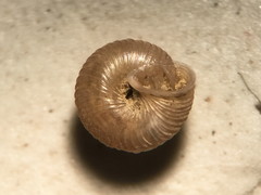 Strobilops labyrinthicus