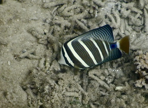 Desjardin's sailfin tang (Zebrasoma velifer) — Acanthuridae — 5