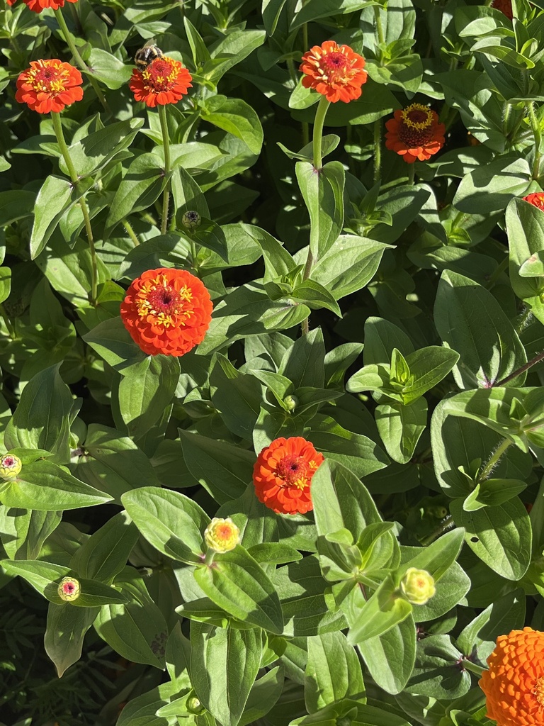 Zinnia elegans – Zinnia elegans
