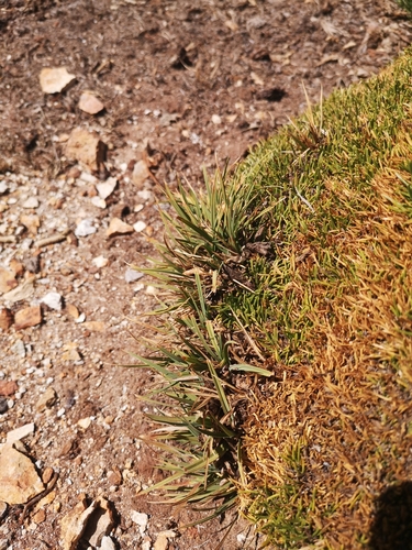 Poa acinaciphylla