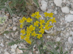 Achillea micrantha