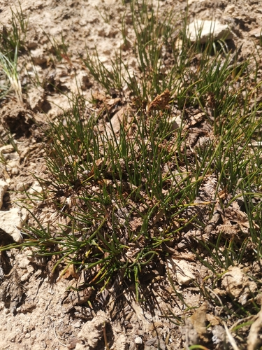 Juncus stipulatus