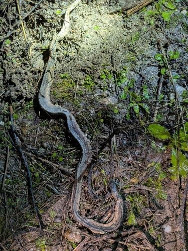 Southern Smooth Snake
