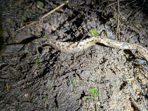 Southern Smooth Snake