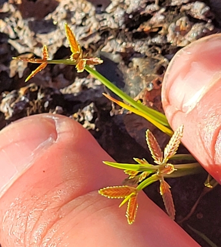 Cyperus haspan observed 2026-01-07