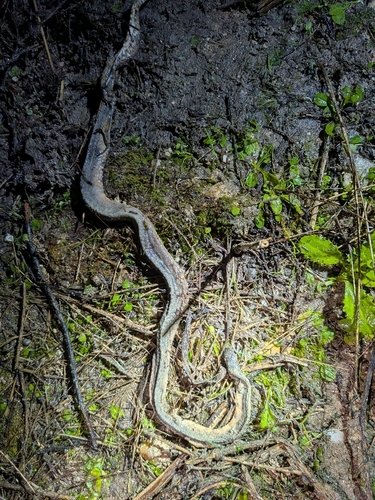 Southern Smooth Snake