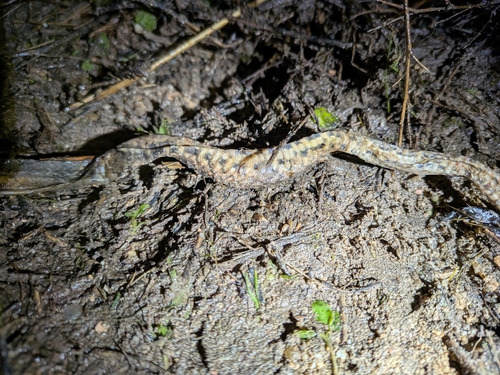 Southern Smooth Snake