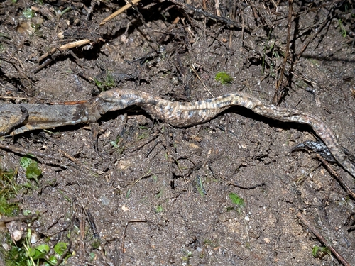 Southern Smooth Snake