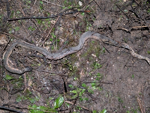 Southern Smooth Snake