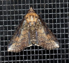 Lophoptera vittigera
