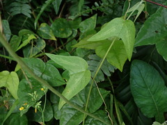 Passiflora rubra