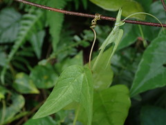 Passiflora rubra