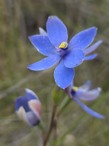 Blue Lady Orchid (Thelymitra crinita)