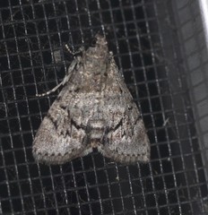 Enchesphora streptomela