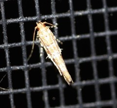 Anatrachyntis rileyi