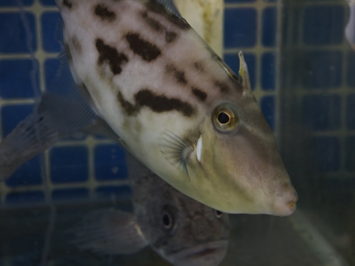 Black scraper (Thamnaconus modestus) — Monacanthidae — 4