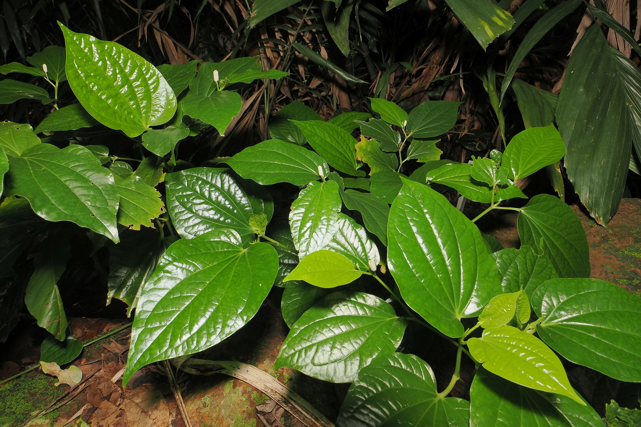 Piper Sarmentosum (Piper sarmentosum)