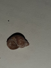 Tricolia pullus