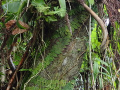 Marcgravia rectiflora