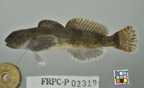 Japanese sculpin (Cottus pollux) — Cottidae — 3