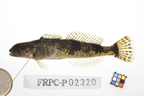 Japanese sculpin (Cottus pollux) — Cottidae