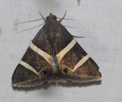 Grammodes oculicola