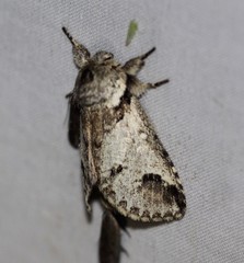 Antithemerastis acrobela
