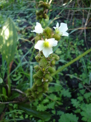 Echinodorus subalatus