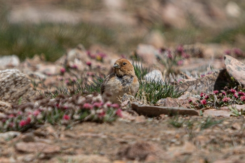 Sillem's Rosefinch (Carpodacus sillemi), photo 2