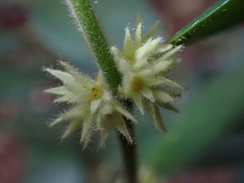 Lasianthus curtisii iNat (1)