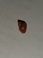 Tricolia