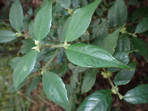 Lasianthus curtisii iNat (2)