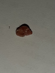 Tricolia