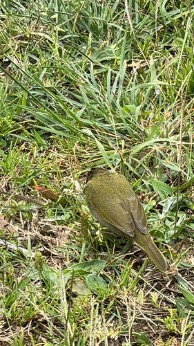 Yellow-faced Grassquit (Tiaris olivaceus), photo 4