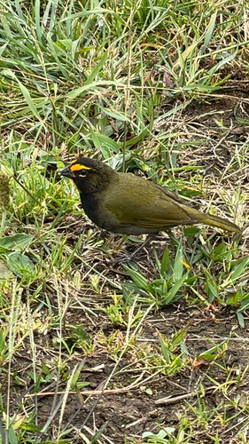 Yellow-faced Grassquit (Tiaris olivaceus), photo 3