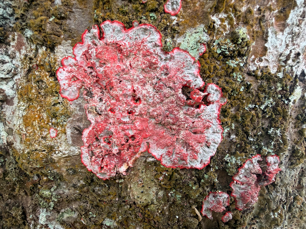 Christmas lichen