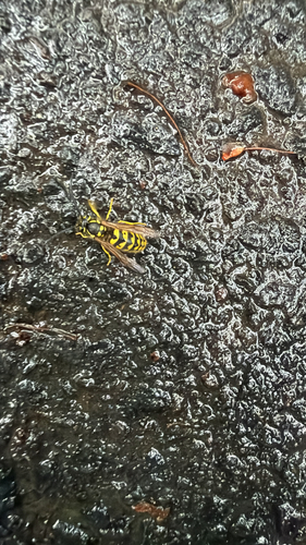 Vespula pensylvanica, 2026-01-15