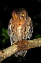 Otus rutilus rutilus