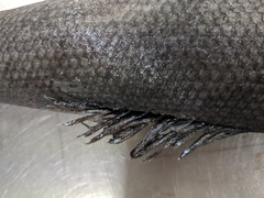 Tetragonurus cuvieri