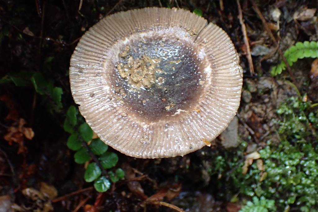 Amanita pekeoides · January 2026 · photo: © berardom (iNaturalist, cc-by)