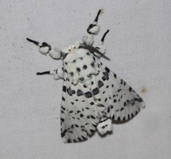 Kamalia australis