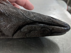 Tetragonurus cuvieri