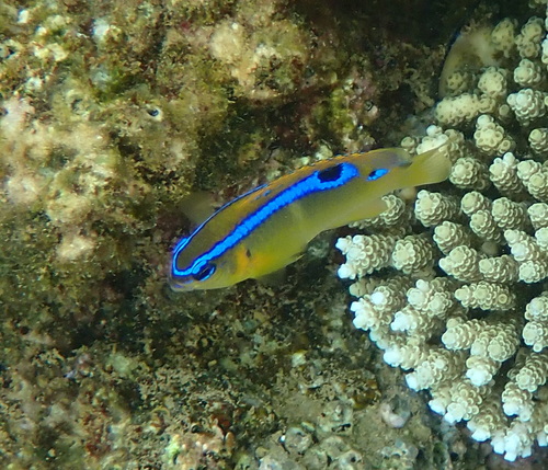 Blueribbon damsel (Chrysiptera brownriggii) — Pomacentridae