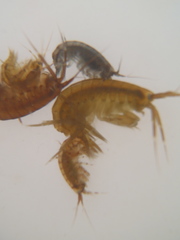 Gammaridae