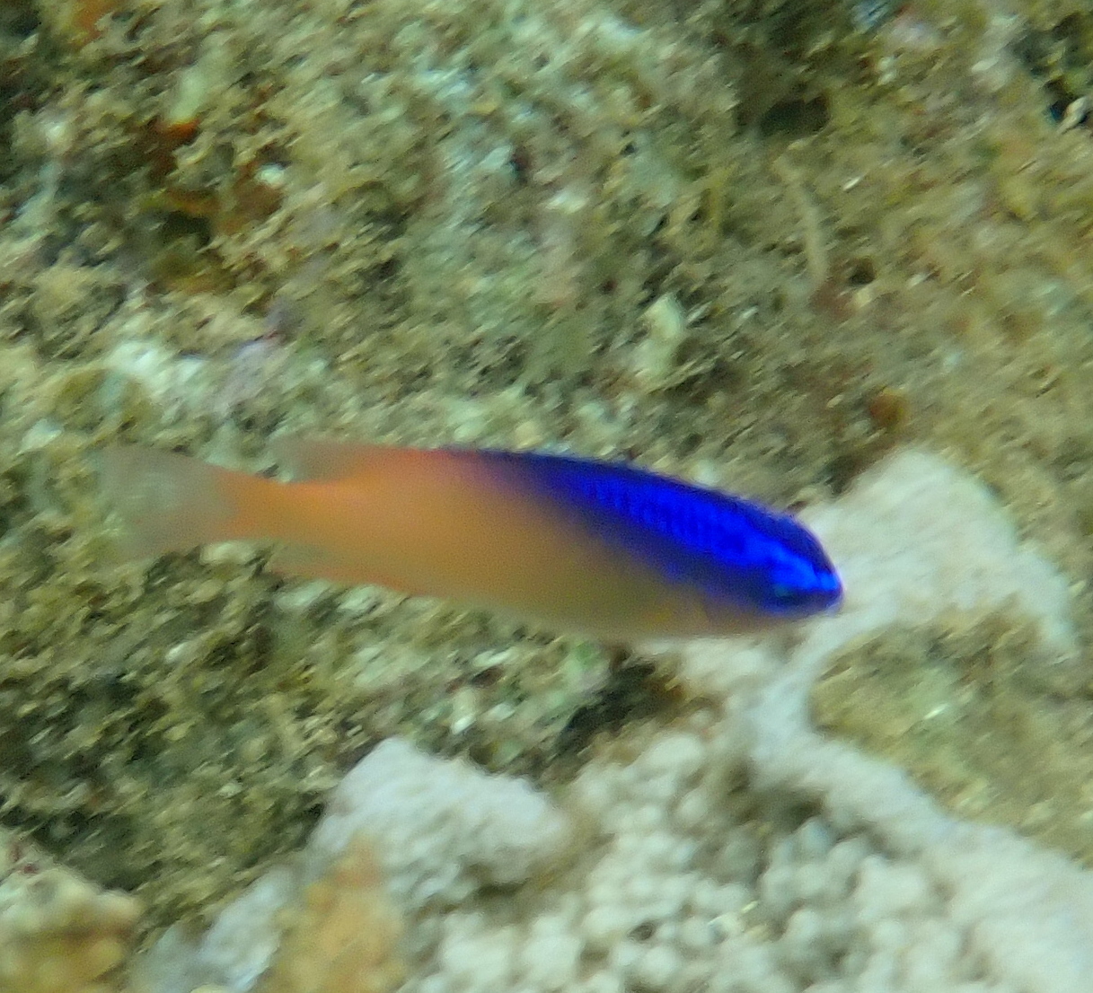 Greyback Damsel photo 8