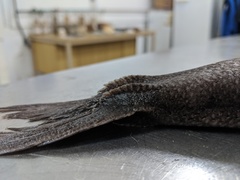 Tetragonurus cuvieri